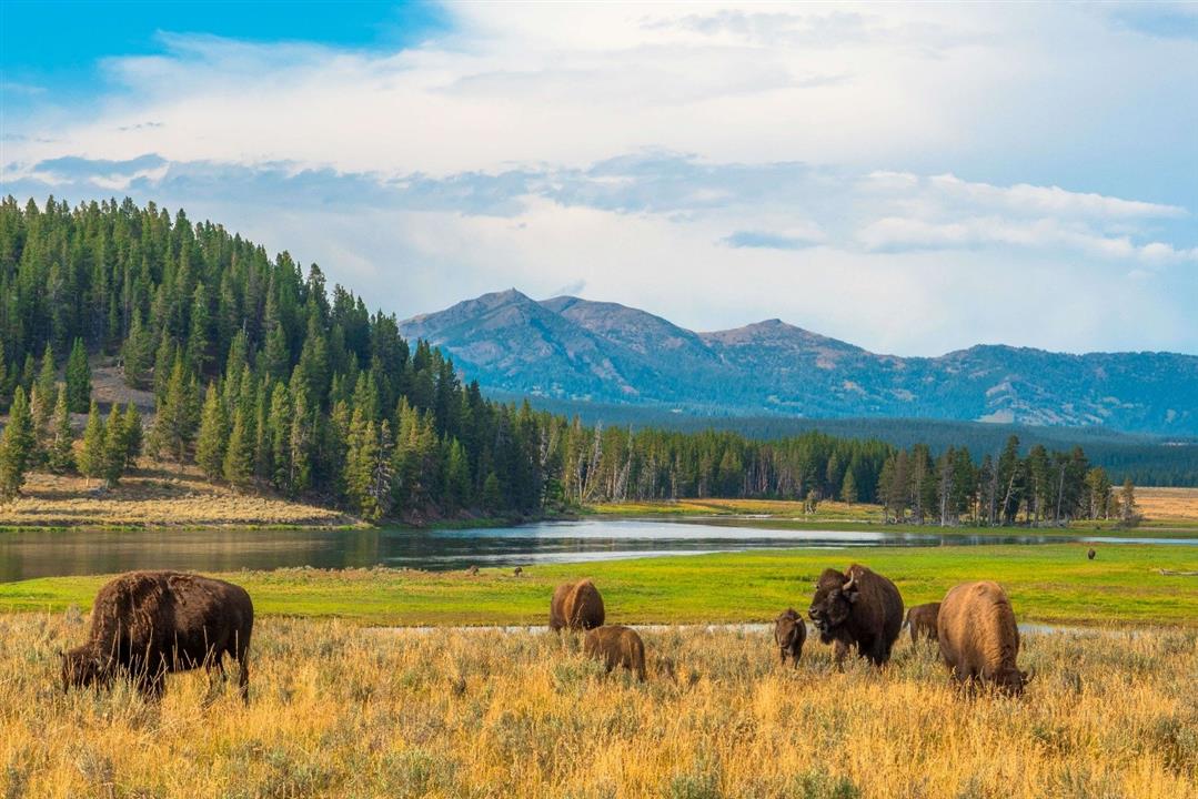 SỰ THẬT THÚ VỊ VỀ CÔNG VIÊN QUỐC GIA YELLOWSTONE