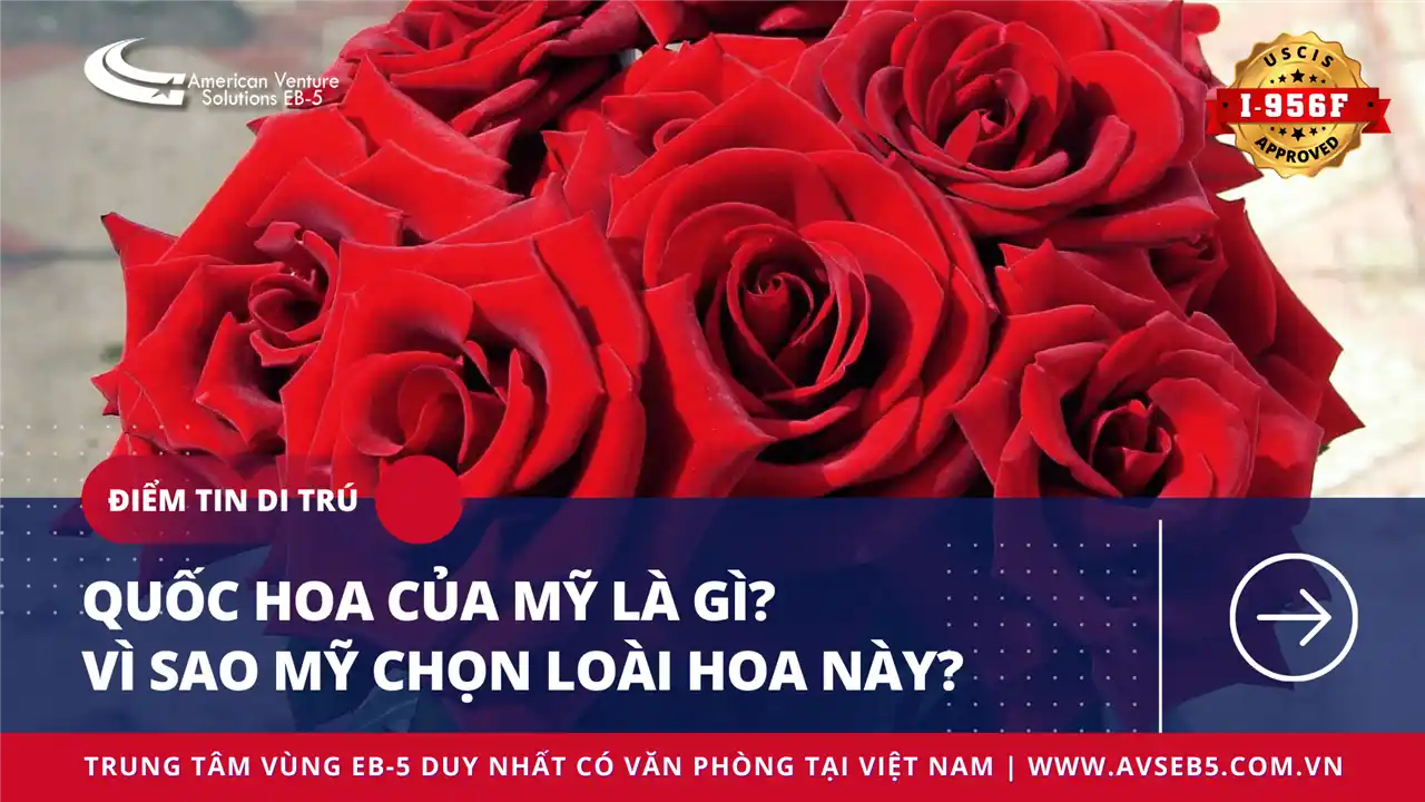 QUỐC HOA CỦA MỸ LÀ GÌ? VÌ SAO MỸ CHỌN LOÀI HOA NÀY?